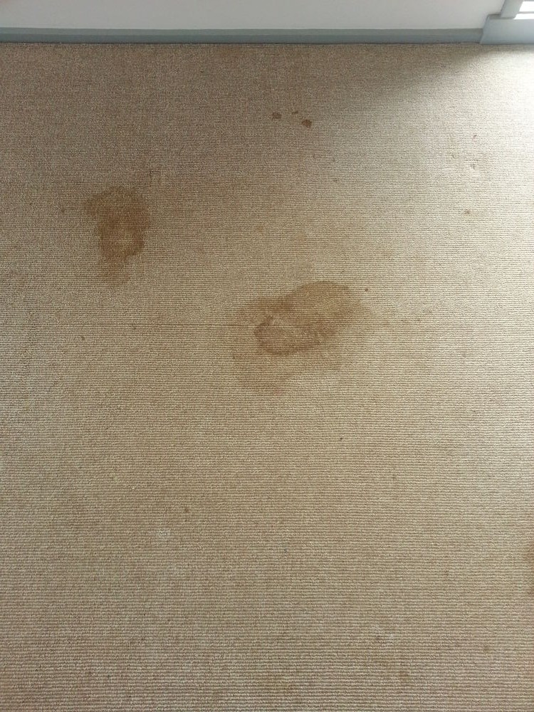 carpet-cleaning-stain-before