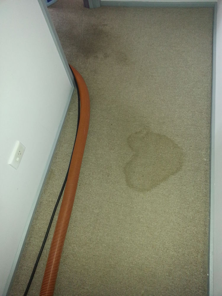 carpet-cleaning-urine-before